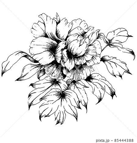 牡丹の花の手描きペン画イラストのイラスト素材