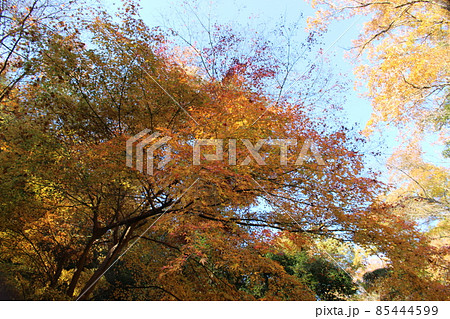 ほしだ園地 星のブランコ 紅葉 【大阪府】 ほしだ園地 星のブランコ 紅葉 【大阪府】 85444599