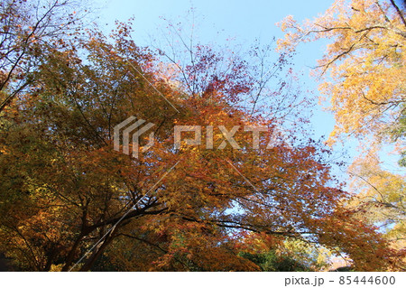 ほしだ園地 星のブランコ 紅葉 【大阪府】 ほしだ園地 星のブランコ 紅葉 【大阪府】 85444600