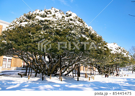 石川県政記念しいのき迎賓館 堂形のシイノキ 石川県政記念しいのき迎賓館 堂形のシイノキ 85445475