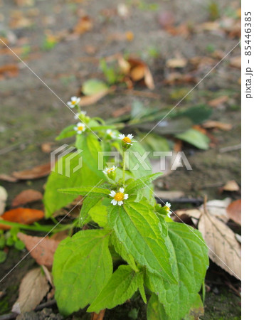 空き地に咲くハキダメギクの花 空き地に咲くハキダメギクの花 85446385