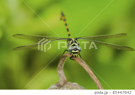 Clubtail dragonfly on dried flowers, large, dark color, large head, wide but not bulging eyes. The hind wings are larger than the front wings. When the island spreads its wings horizontally 85447042