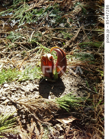 ざぜん草 ざぜん草 85447286