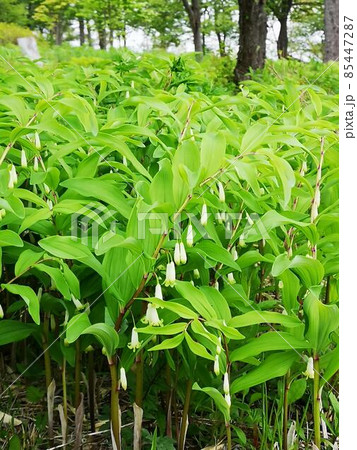 オオアマドコロ 山野草 オオアマドコロ 山野草 85447287