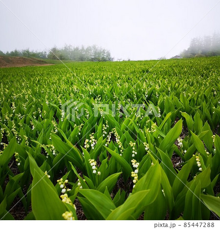 ドイツスズラン 85447288