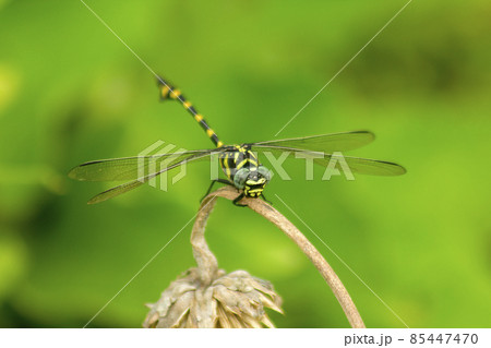 Clubtail dragonfly on dried flowers, large, dark color, large head, wide but not bulging eyes. The hind wings are larger than the front wings. When the island spreads its wings horizontally Clubtail dragonfly on dried flowers, large, dark color, large head, wide but not bulging eyes. The hind wings are larger than the front wings. When the island spreads its wings horizontally 85447470