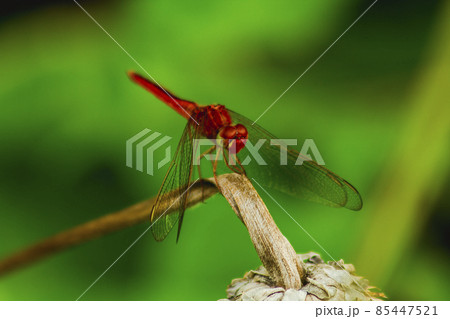 Red dragonfly on dried flower,Rhodothemis rufa...の写真素材 [85447521] - PIXTA