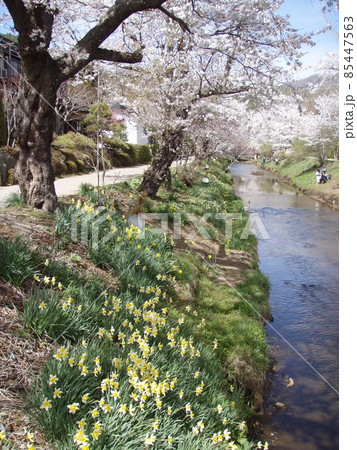 桜 用水路 桜 用水路 85447563