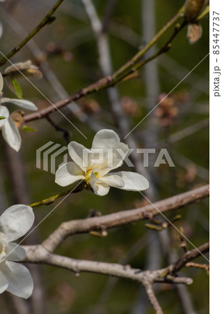 春の野山のコブシの花 春の野山のコブシの花 85447737