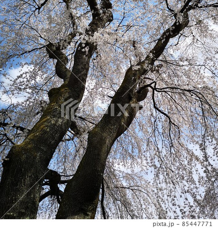 しだれ桜 高遠町 しだれ桜 高遠町 85447771