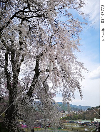 しだれ桜 高遠町 しだれ桜 高遠町 85447772