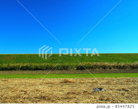 野良猫のいる冬の江戸川河川敷風景 85447825
