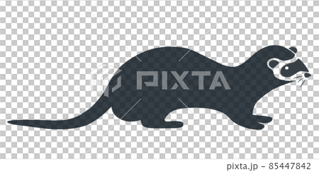 フェレット フェレット 85447842