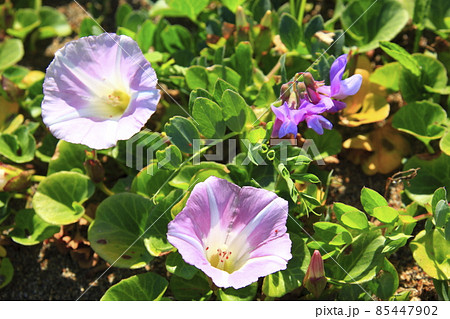 ハマヒルガオ ハマヒルガオ 85447902