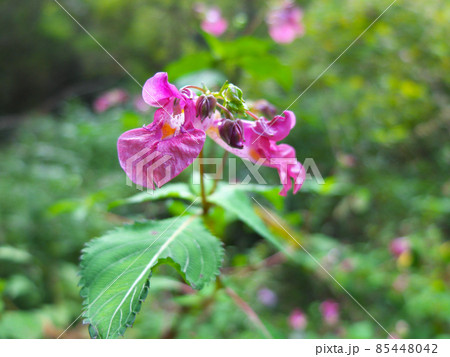 ツリフネソウ ツリフネソウ 85448042