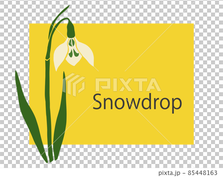 Snowdrop flowers Snowdrop flowers 85448163