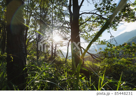 Beautiful scene misty forest with sun rays through the tree leaves 85448231