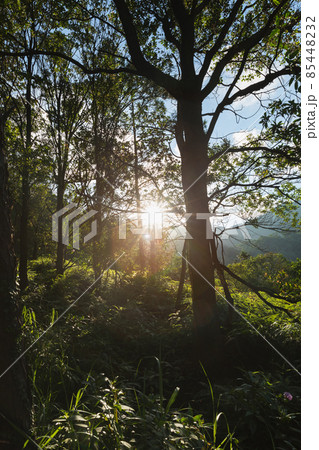 Beautiful scene misty forest with sun rays through the tree leaves Beautiful scene misty forest with sun rays through the tree leaves 85448232