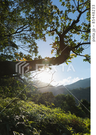 Beautiful scene misty forest with sun rays through the tree leaves 85448233