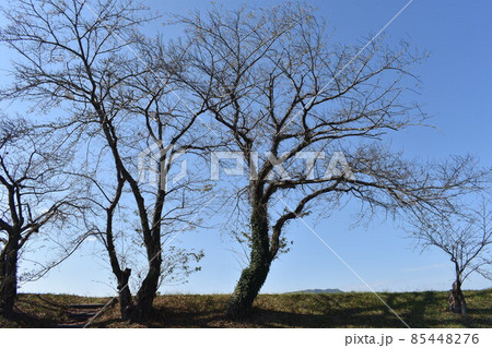 秋のみゆき公園 85448276