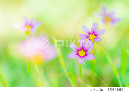 小さくて可愛らしい庭石菖 85448604