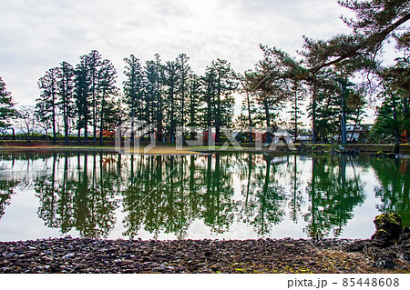 岩手県　平泉　世界遺産　毛越寺　大泉が池の周りの水面に映る杉木立 85448608