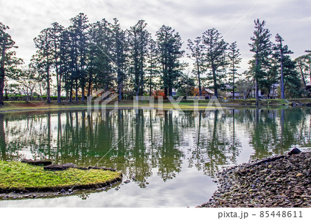 岩手県 平泉 世界遺産 毛越寺 大泉が池の周りの水面に映る杉木立 岩手県 平泉 世界遺産 毛越寺 大泉が池の周りの水面に映る杉木立 85448611