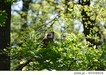A mother monkey is feeding her cubs in the middle of the forest. Baby monkey is suckling milk from its mothe A mother monkey is feeding her cubs in the middle of the forest. Baby monkey is suckling milk from its mothe 85448826