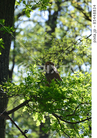 A mother monkey is feeding her cubs in the middle of the forest. Baby monkey is suckling milk from its mothe A mother monkey is feeding her cubs in the middle of the forest. Baby monkey is suckling milk from its mothe 85448834
