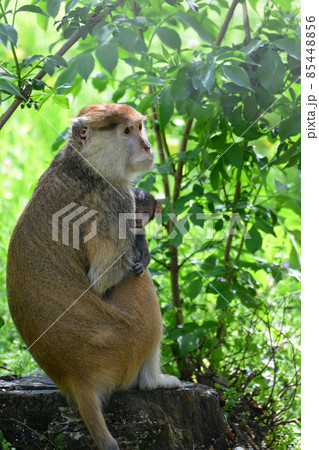 A mother monkey is feeding her cubs in the middle of the forest. Baby monkey is suckling milk from its mothe A mother monkey is feeding her cubs in the middle of the forest. Baby monkey is suckling milk from its mothe 85448856