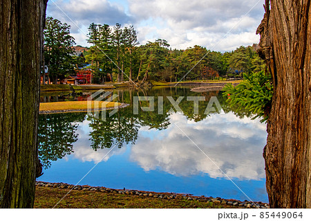 岩手県　平泉　世界遺産　毛越寺　杉木立の間から大泉が池を覗く 85449064