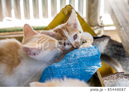 子猫たちと過ごした癒しの時間 85449087