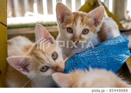 子猫たちと過ごした癒しの時間 85449089