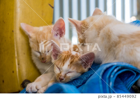子猫たちと過ごした癒しの時間 85449092