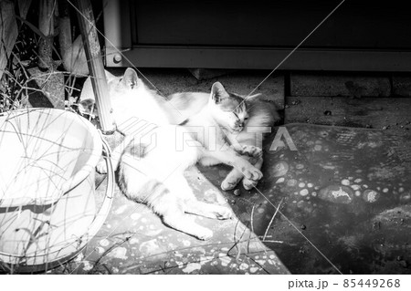 子猫たちと過ごした癒しの時間 85449268