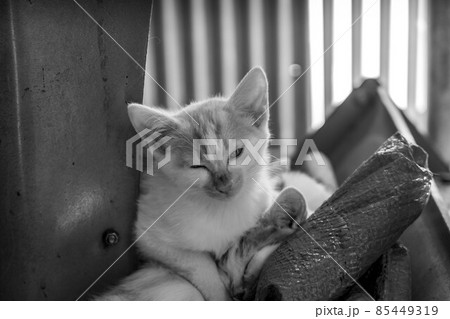 子猫たちと過ごした癒しの時間 子猫たちと過ごした癒しの時間 85449319