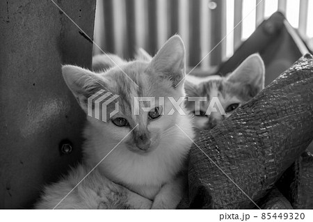 子猫たちと過ごした癒しの時間 子猫たちと過ごした癒しの時間 85449320