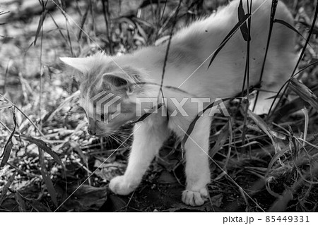 子猫たちと過ごした癒しの時間 85449331