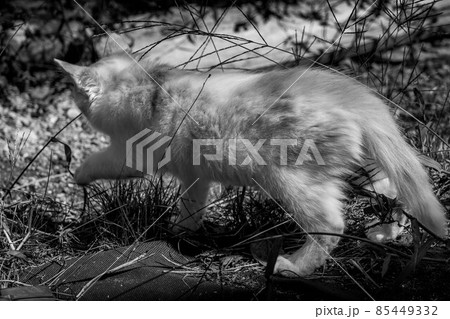 子猫たちと過ごした癒しの時間 子猫たちと過ごした癒しの時間 85449332