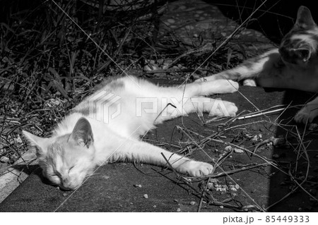 子猫たちと過ごした癒しの時間 85449333