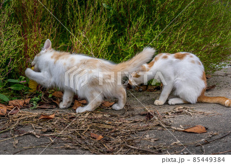 子猫たちと過ごした癒しの時間 子猫たちと過ごした癒しの時間 85449384