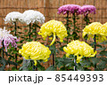 品評会に展示された大輪の菊の花 85449393