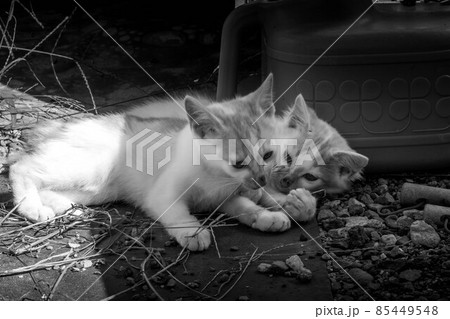 子猫たちと過ごした癒しの時間 85449548