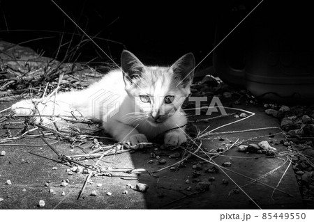 子猫たちと過ごした癒しの時間 85449550