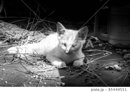 子猫たちと過ごした癒しの時間 85449551