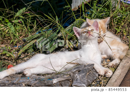 子猫たちと過ごした癒しの時間 85449553
