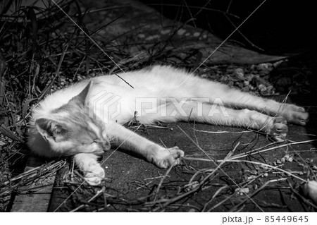 子猫たちと過ごした癒しの時間 85449645