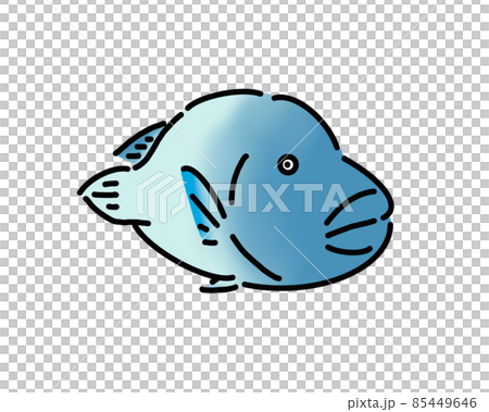 駝背瀨魚拿破崙魚 85449646