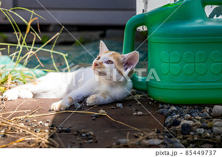 夢見る仔猫 夢見る仔猫 85449737