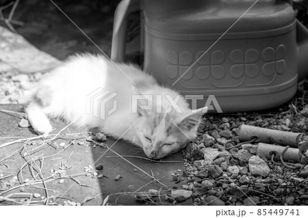 子猫たちと過ごした癒しの時間 子猫たちと過ごした癒しの時間 85449741